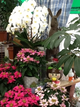 「さんふらわあ」　（埼玉県川越市）の花屋店舗写真4